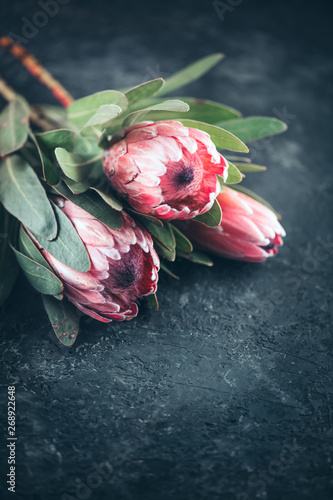 Protea buds closeup. Bunch of pink King Protea flowers over dark background. ...