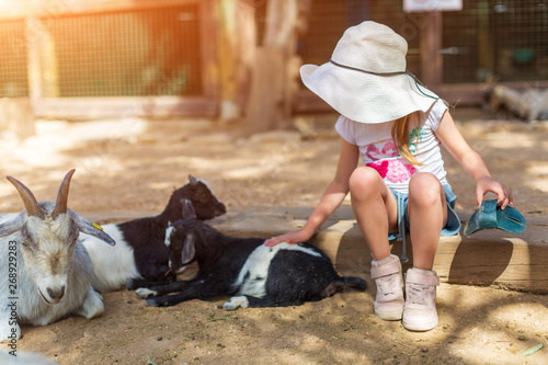 Cuadros en Lienzo little girl feeds a goat at a childrens petting zoo