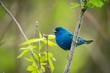 Cute blue bird up close, indigo bunting 