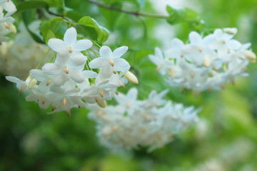 Wall Mural - Wrightia religiosa The flower has a pleasant aroma of white flowers.