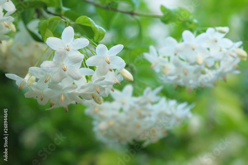 Wrightia religiosa The flower has a pleasant aroma of white flowers.