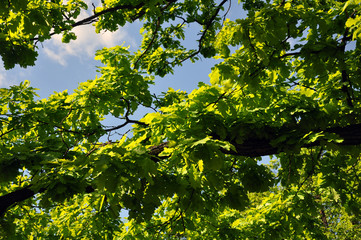 green oak foliage in spring. Texture, concept for designers