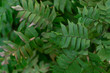 Background of green Adiantum podophyllum Willd.