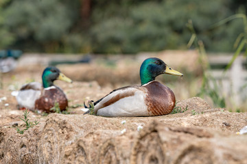 Wall Mural - Duck on the branch in the forest