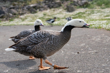 Wall Mural - goose in the grass in the park