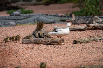 Wall Mural - duck with ducklings at the lake