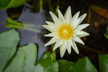 Wall Mural - Lotus blossom In the pool in the garden