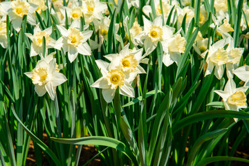 Sticker - Daffodils close-up