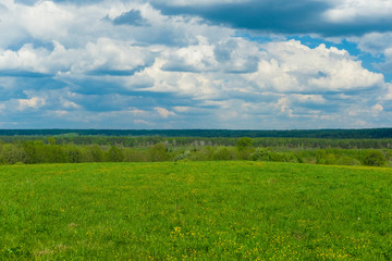 Sticker - Landscape with the image of forest