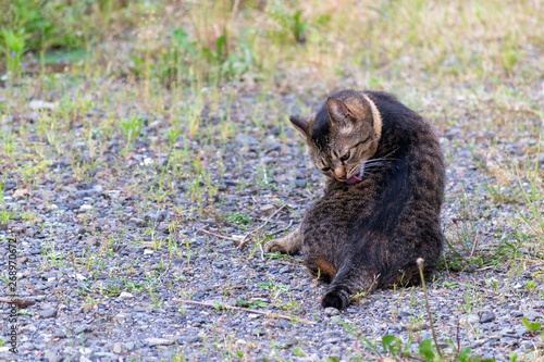 せっせと自分の背中を舐める猫 Stock Photo Adobe Stock