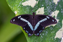 Blue Morpho Butterfly Or The Emperor, Morpho Peleides Resting On A Flower