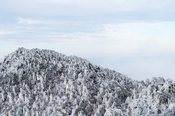 Wall Mural - winter mountain forest background