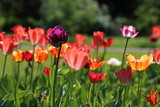 Fototapeta Maki - Tulips on a sunny day in the park