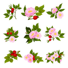 Canvas Print - Set of images of fruits and flowers of wild rose. Vector illustration on white background.