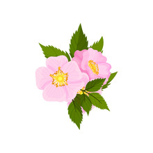 Two Large Flowers Of Wild Rose On A White Background. Vector Illustration.