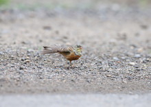 Male And Female An Ortolan Bunting Swimming In A Puddle On The Road And Drying Feathers. Funny Pictures Close Up