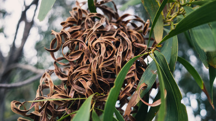 tree in the garden