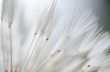 Wunderschönes Detail einer Pusteblume 