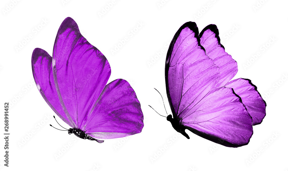 beautiful two purple butterflies isolated on white background - obrazy, fototapety, plakaty 