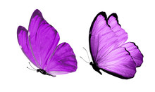 Beautiful Two Purple Butterflies Isolated On White Background
