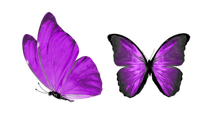 Poster - beautiful two purple butterflies isolated on white background