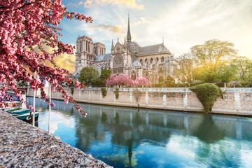 Wall Mural - Notre Dame de Paris in spring with japanese cherry blossom trees and blue sky at sunrise. One week before the destructive fire on the 15.04.2019. Paris, France.