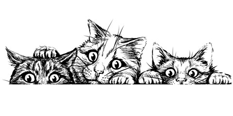 Wall Mural - wall sticker. graphic, black and white hand-drawn sketch depicting three cute cats looking at a hori