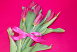Fototapeta Tulipany - Red tulips isolated on pink background. Photo for text. Live beautiful flowers. Red flowers.