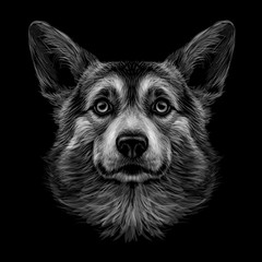 Wall Mural - pembroke welsh corgi. graphic, black and white, hand-drawn portrait of a dog's head on a black backg