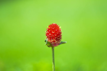 A lonely red flower