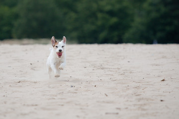 Poster - dog running on the beach