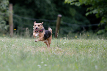 Wall Mural - Small terrier running