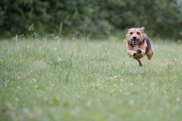 Wall Mural - jack russell terrier running in the park