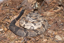 Timber Rattlesnake On The Outer Banks Of North Carolina