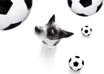 soccer football dog