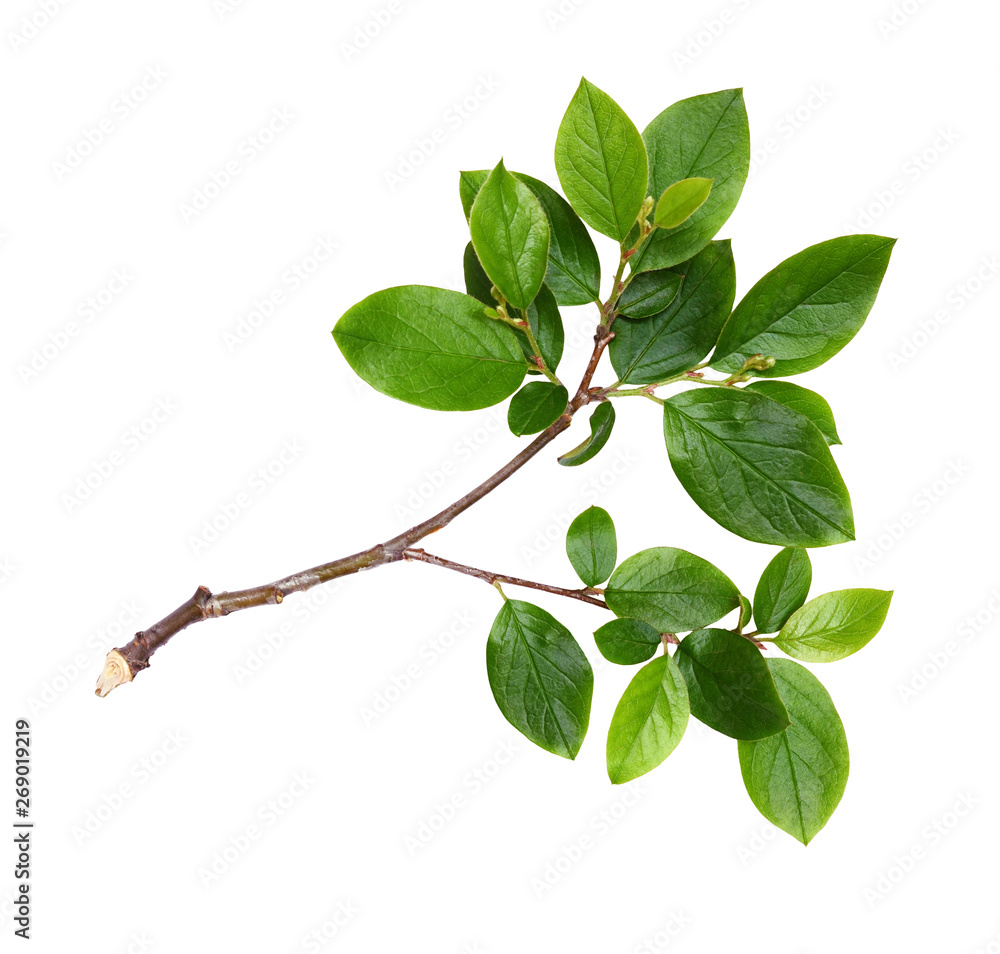 Twig with green leaves - obrazy, fototapety, plakaty 