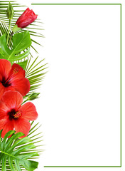 Wall Mural - Hibiscus flowers and palm leaves in tropical border arrangements