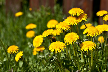 Fluffy yellow dandelion flowers in green grass