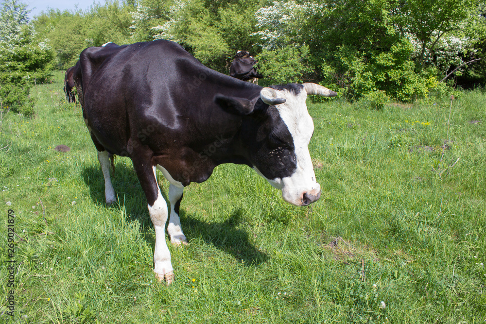 cow sleeping standing,black cow sleeping with her eyes closed on the grass Stock Photo | Adobe Stock