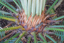 SAGO Palm, Cycas Plant Bud Cones Converting Into New Leafs