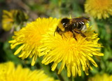 Fototapeta  - Furry bumblebee close-up sitting on a bright yellow dandelion flower on a Sunny day