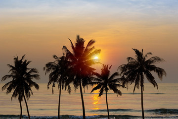 Coconut trees at beach