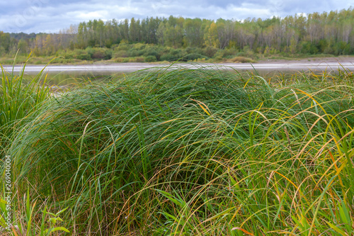 Fotografía Sedge thickets on the river Bank