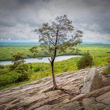 Isolated Old Cedar Tree Growing From A Rock Outcropping On A Mountain Vista Along The Appalachian Trail In New Jersey