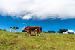 © Petar - Idyllic landscape in the Alps with cows grazing in fresh green meadows
