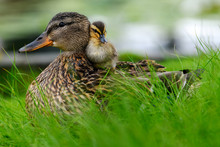 Affectionate Relationship Between Mom And Her Son Or Daughter. Lovely Baby Duck Nestles To The Head Of Her / His Mom.