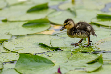 Wall Mural - A cute little Mallard duckling (Anas platyrhynchos) is walking or running on the lotus leaves on the pond