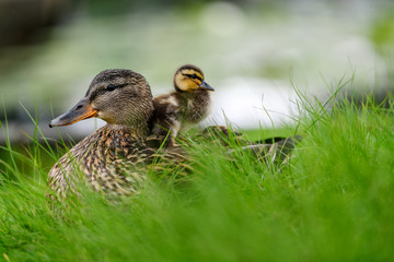 Wall Mural - Affectionate relationship between mom and her son or daughter. Lovely baby duck nestles to the head of her / his mom.