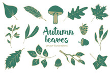 Set Of Hand Drawn Vector Elements Of Autumn/fall Leaves, Nuts, Mushrooms And Twigs
