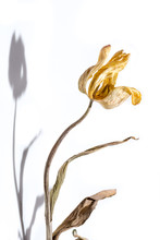  Withered Flower. Dried Yellow Tulip Flower Over White Background.